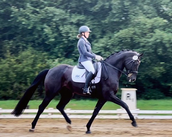 Dressurpferd Freetown 4 (Hannoveraner, 2016, von Finest)