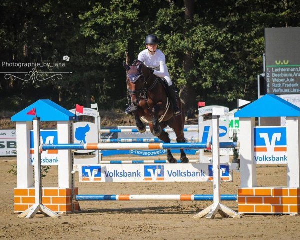 jumper New In Crime (Holsteiner, 2013, from Nekton) jumper New In Crime (Holsteiner, 2013, from Nekton)