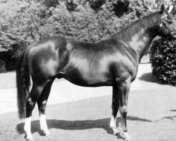 stallion Bishops Morning Magic xx (Thoroughbred, 1958, from Gay Presto xx) stallion Bishops Morning Magic xx (Thoroughbred, 1958, from Gay Presto xx)