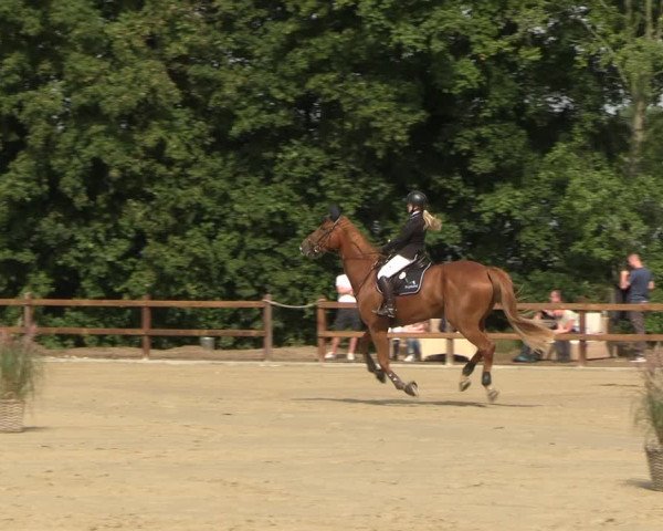 Reitturnier Scharnebeck 2023