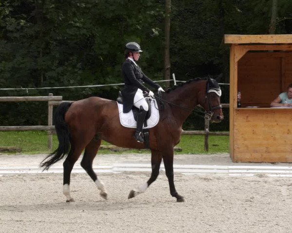 Reitturnier Ditzingen 2023