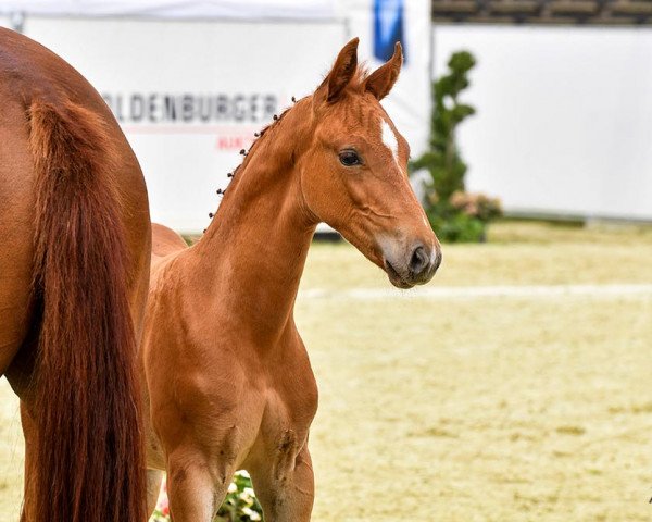 horse Hengstfohlen von Scolari x For Romance x Don Gregory (Oldenburg, 2023, from Scolari)