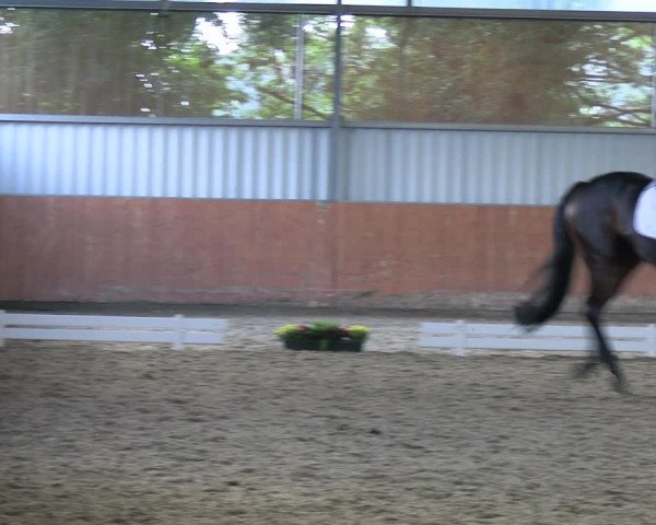 Reitturnier Marl, Hof Ostgathe 2023