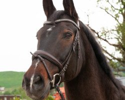 jumper Monty Python 24 (Polish Warmblood, 2005, from Parnas)