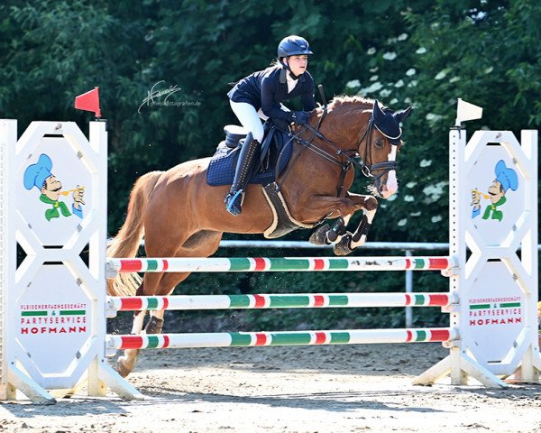 Zuchtstute Novalee (Deutsches Reitpony, 2014, von Heidbergs Nancho Nova)