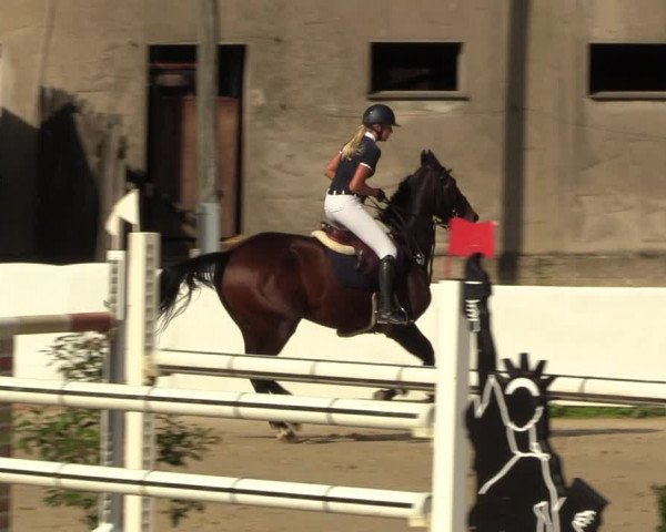 Reitturnier Buchenhof-Ibbenbüren 2023