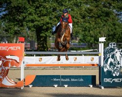 jumper Dalvaro 2 (KWPN (Royal Dutch Sporthorse), 2008, from Calvaro Z)