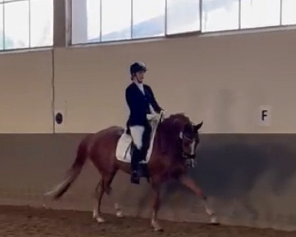 Dressurpferd Be Happy 81 (Westfale, 2018, von Blue Hors Baron)