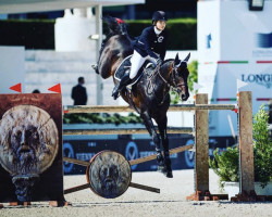 stallion Vatson Sitte (Belgium Sporthorse, 2005, from VDL Cardento 933)
