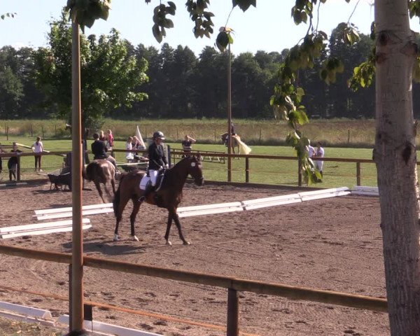 Reitturnier Lübbenau / Groß Klessow 2023