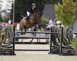 jumper Belica Sdn (Oldenburg show jumper, 2013, from HH Messenger)