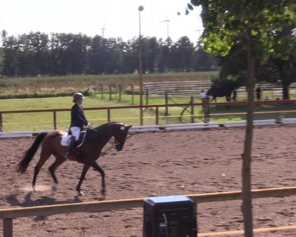 Reitturnier Lübbenau / Groß Klessow 2023