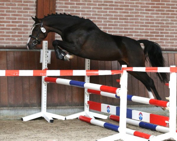 horse Dark Pearl B.R. (Dutch riding horses and ponies with Arabic blood content, 2020, from Miraculou SGN)