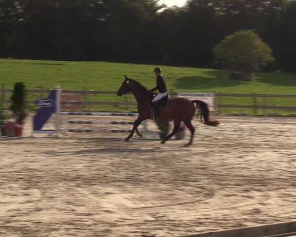 Reitturnier Loop/ Looperholz 2023