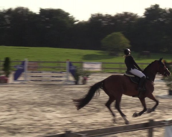 Reitturnier Loop/ Looperholz 2023