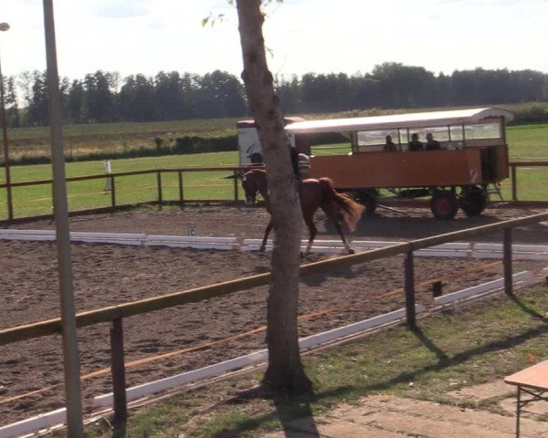 Reitturnier Lübbenau / Groß Klessow 2023