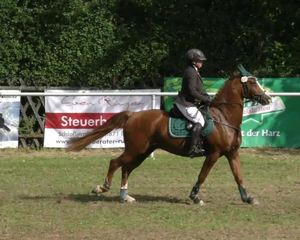 Reitturnier Wernigerode 2023