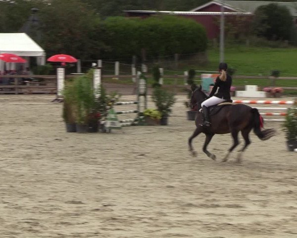 Reitturnier Loop/ Looperholz 2023