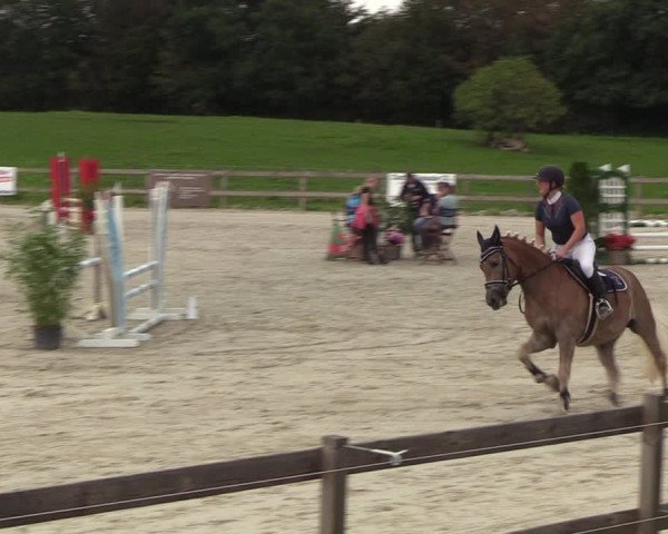 Reitturnier Loop/ Looperholz 2023
