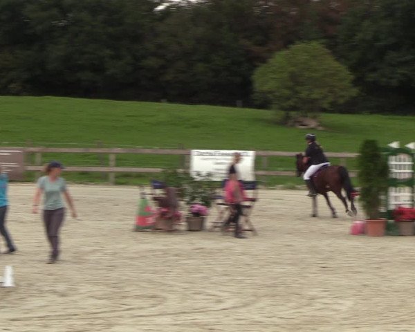 Reitturnier Loop/ Looperholz 2023