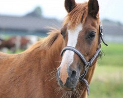 broodmare Anne van Klaverborch (Nederlands Rijpaarden en Pony, 1994, from Kooihuster Teake)