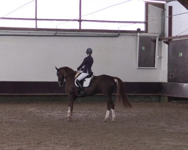 Reitturnier Albersloh 2023