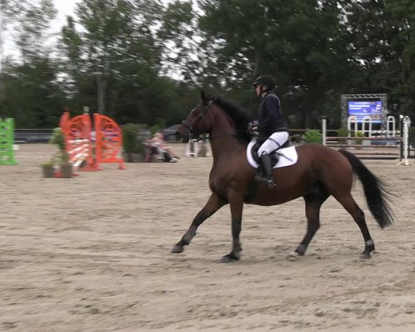 Reitturnier Scharnebeck 2023