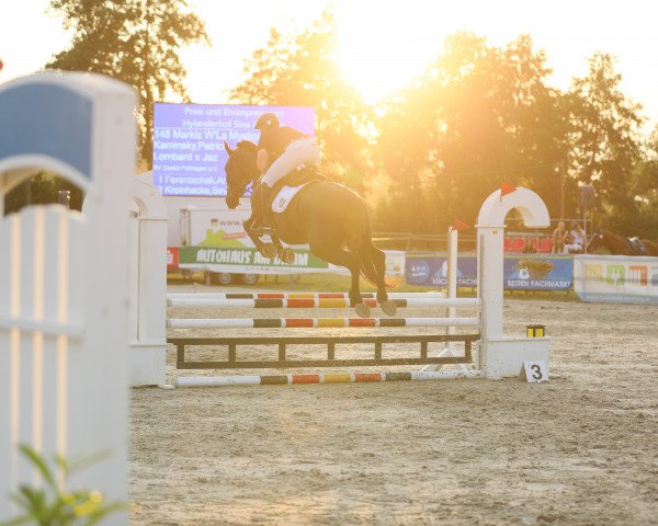 jumper Markiz W'La Mystique (Polish Warmblood, 2012, from Lombard)