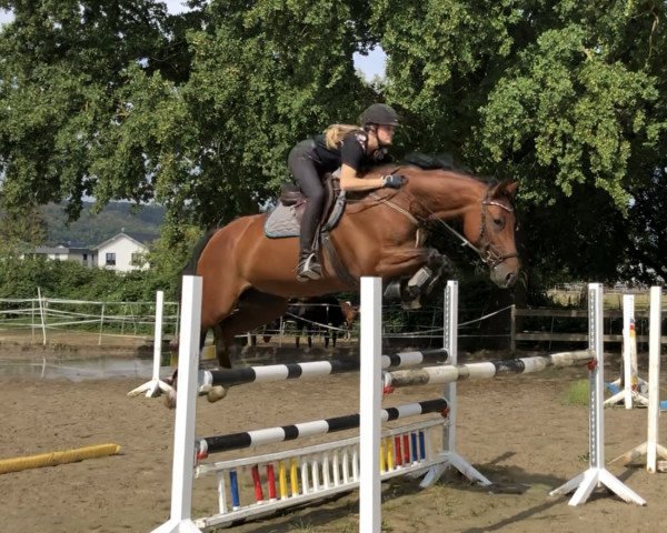 jumper Come On Quitte (Holsteiner, 2011, from Equest Carnute)