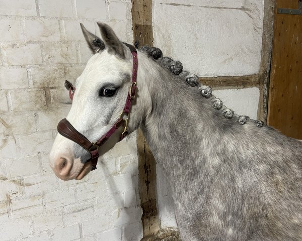 Dressurpferd Selehems Oaklie (Welsh Mountain Pony (Sek.A), 2019, von Maestir Odyssey)