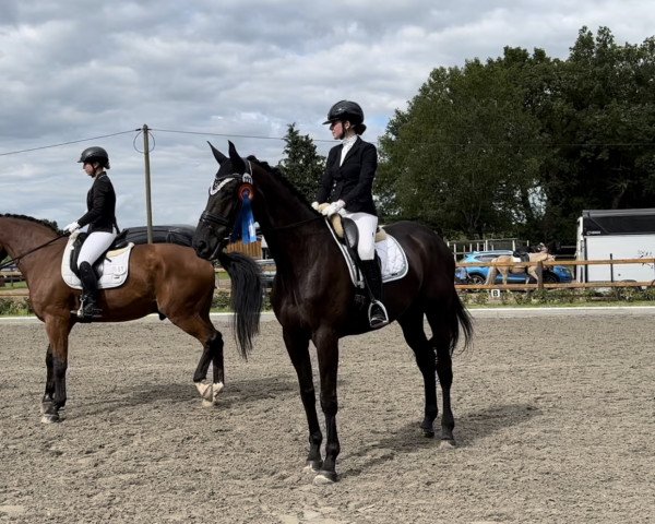 Dressurpferd Illusion 79 (Trakehner, 2014, von Hancock) Dressurpferd Illusion 79 (Trakehner, 2014, von Hancock)