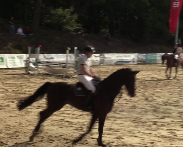 Reitturnier Albersloh 2023