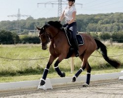 broodmare Soleil B 2 (Westphalian, 2019, from Secret)