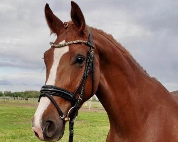 horse Fantastic Delight M (Hanoverian, 2018, from Finnigan)