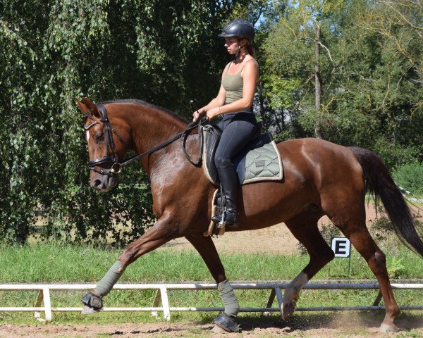 broodmare Sweet Dreams 9 (Oldenburg, 2015, from Scuderia)