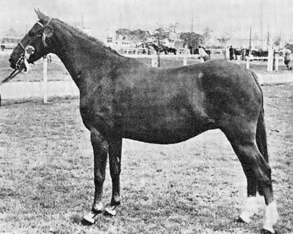broodmare Penhill Finola (British Riding Pony, 1964, from Bubbly)