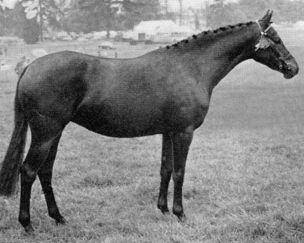 horse Rosevean Winter Jasmin (British Riding Pony, 1969, from Bwlch Hill Wind)