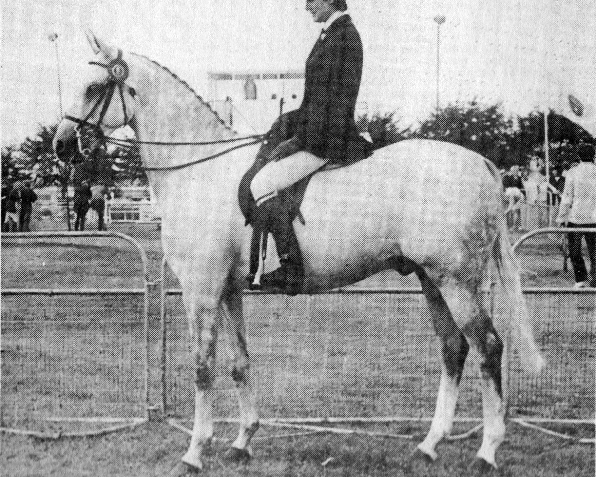 stallion Oakley (C) Blowing Bubbles (British Riding Pony, 1965, from Bwlch Zephyr)