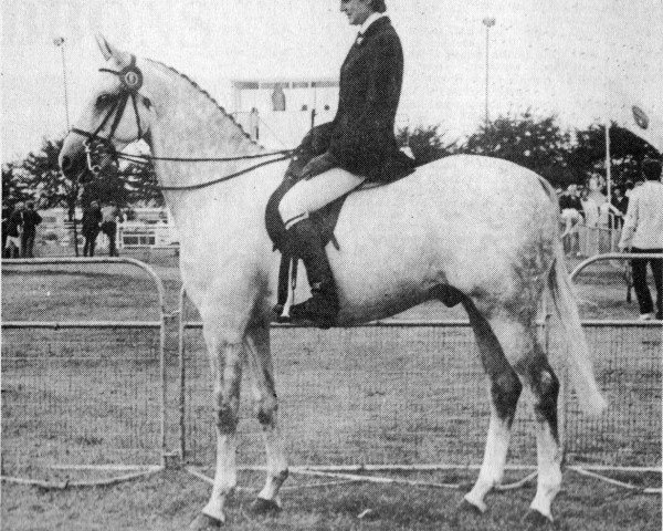 stallion Oakley (C) Blowing Bubbles (British Riding Pony, 1965, from Bwlch Zephyr)