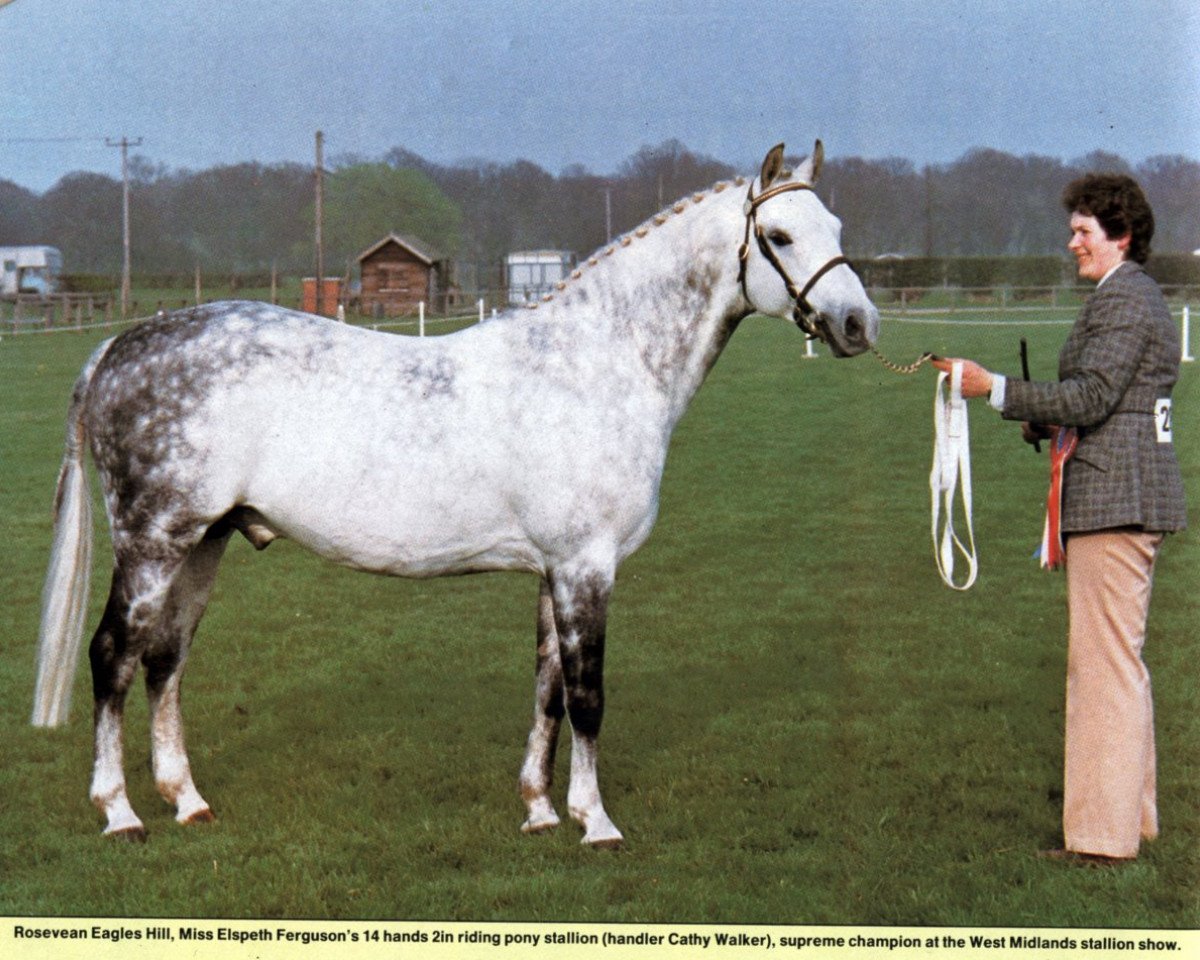 Semental Rosevean Eagle's Hill (Pony de Monta Británico, 1975, de Bwlch Hill Wind)