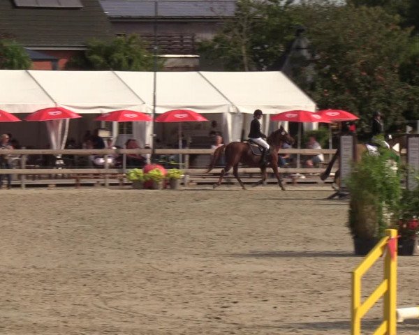 Reitturnier Loop/ Looperholz 2023