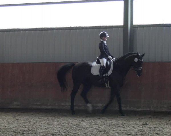 Reitturnier Marl, Hof Ostgathe 2023
