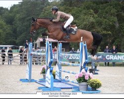 jumper Elton P Z (Zangersheide riding horse, 2017, from Extra)