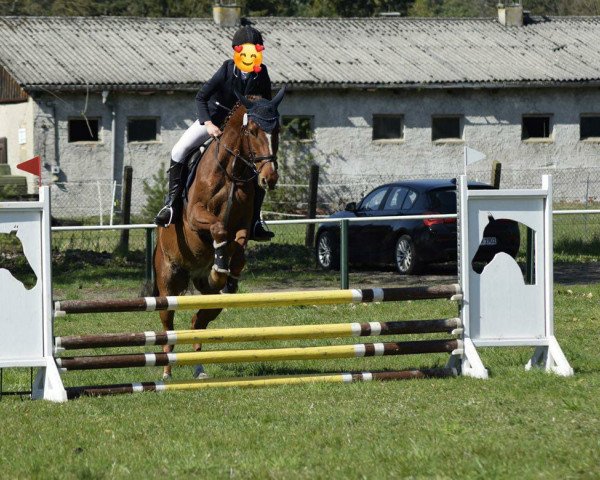 Pferd Aydan (Westfale, 2016, von All Music)