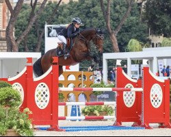 jumper Twick Star (Oldenburg, 2016, from Twilight 35)