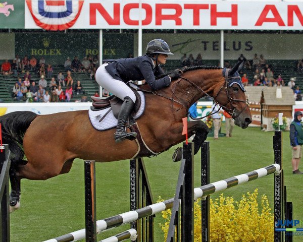broodmare Hh Ciske van Overis (Belgian Warmblood, 2002, from Celano)