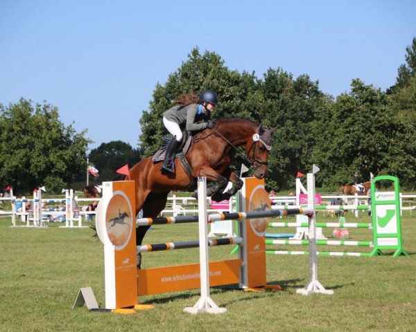 broodmare Farah 243 (Holsteiner, 2013, from Cormint)