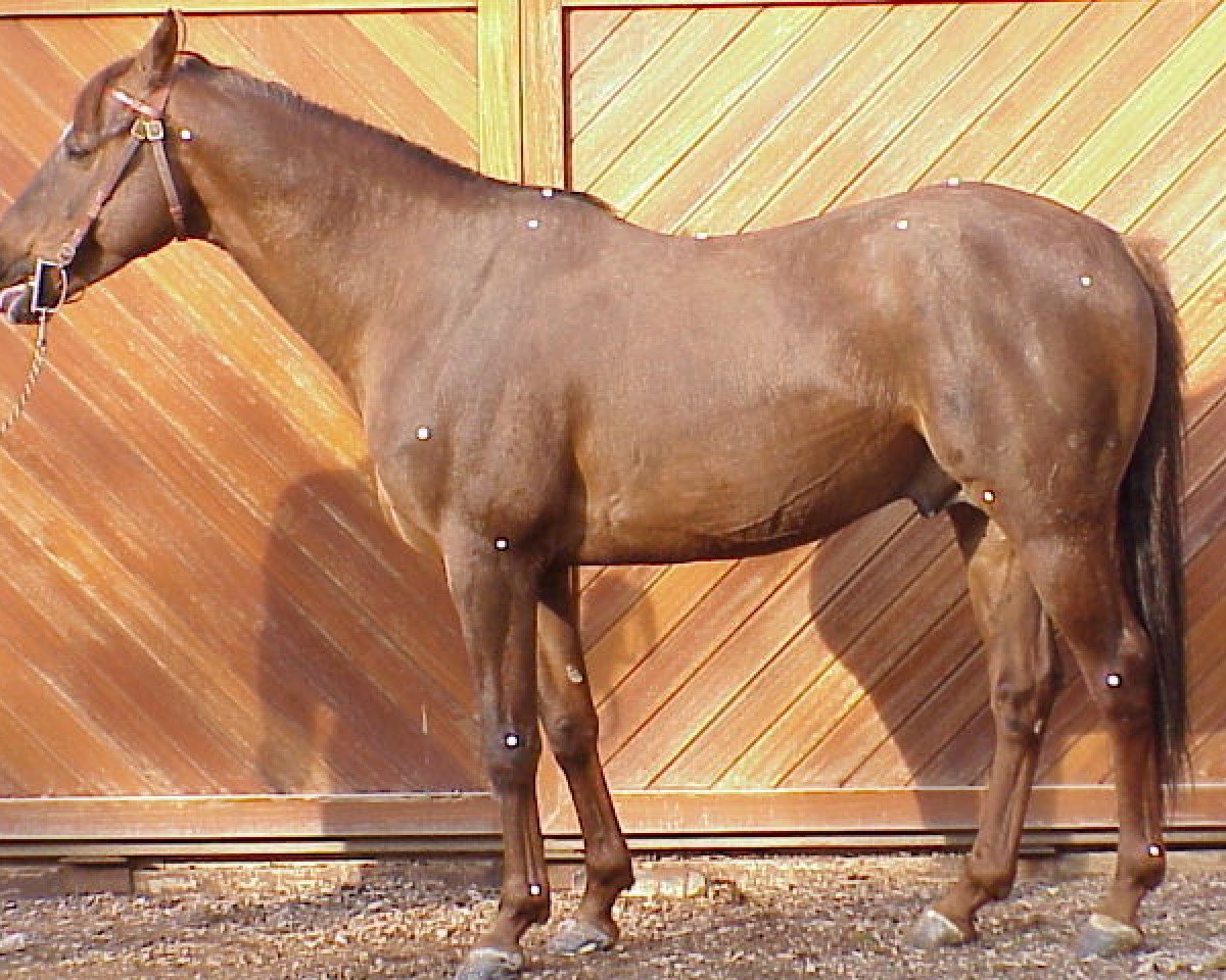 stallion Kerbella ox (Arabian purebred, 1992, from Kesberoy ox)