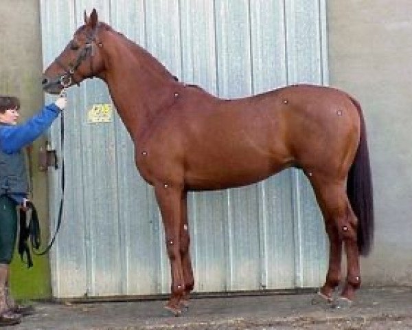 stallion Gravescot AA (Anglo-Arabs, 1994, from Graves AA) stallion Gravescot AA (Anglo-Arabs, 1994, from Graves AA)
