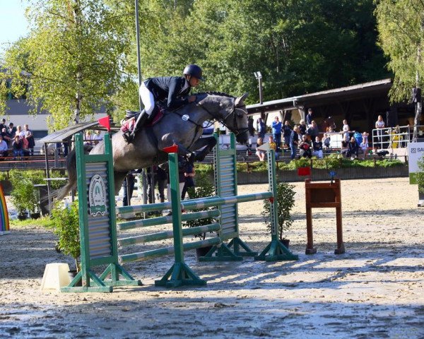 jumper Celina 233 (Westphalian, 2018, from Koperniks)